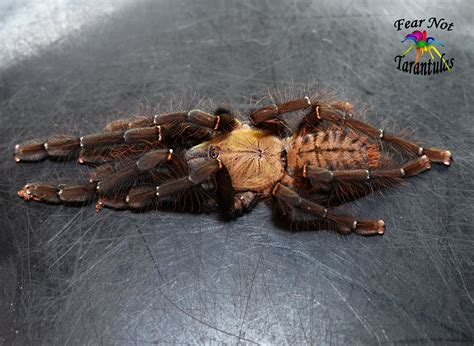 female omothymus spider|Malaysian earthtiger tarantula